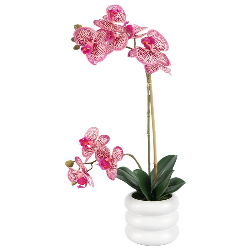 Fuchsia Orchid in White Pot 51cm