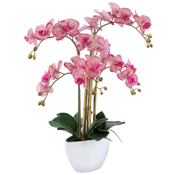 Fuchsia Orchid in White Pot 66cm