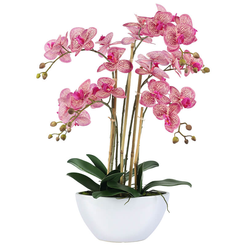 Fuchsia Orchid in White Pot 66cm