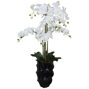 White Orchid in Black Pot