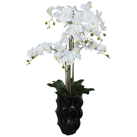 White Orchid in Black Pot