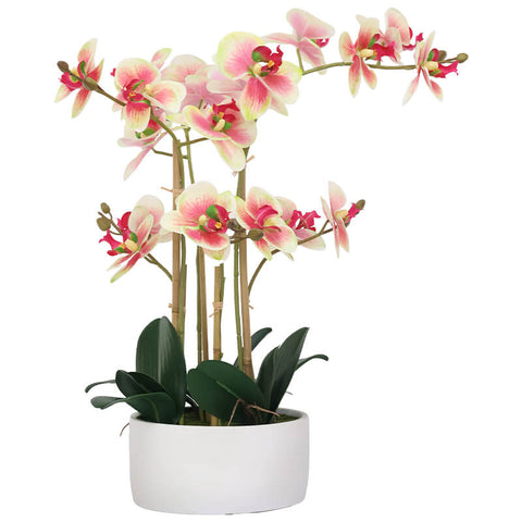 Luvi Orchid in Pot
