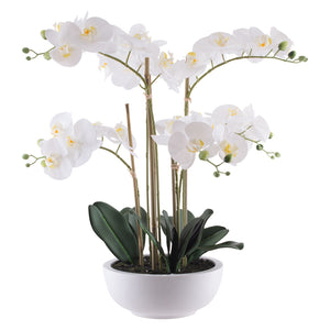 White Orchid in a Pot